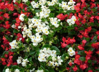 Begonia semperflorens