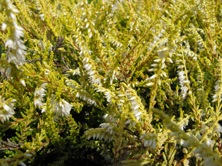 Bruyère dorée (Calluna vulgaris 'Gold Haze')