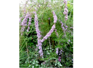 Buddleia alternifolia