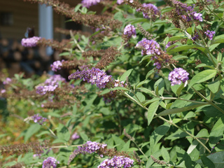 Buddleia davidii