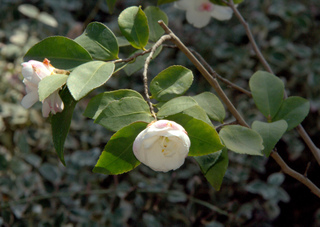 Camellia japonica 'Cinnamon Cindy'