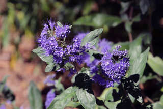 Caryopteris clandonensis 'Dark Knight'