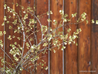 Lonicera x purpusii