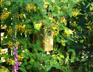 Lonicera tragophylla