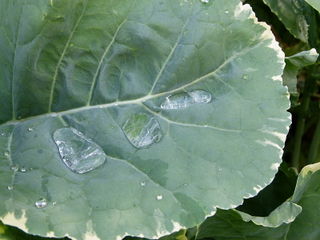 Chou Daubenton panaché 'Variegata'