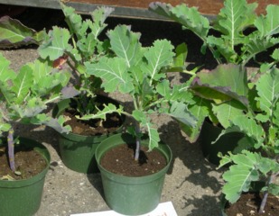 Chou Daubenton : jeunes plants