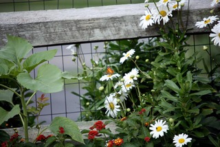 Clôture en grillage habillée de plantes à fleurs