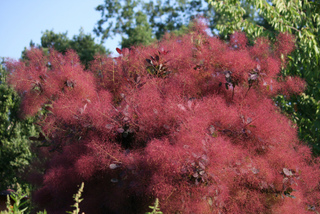Cotinus coggygria