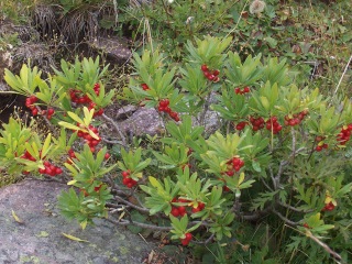 Daphne mezereum - Baies