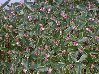 Daphne odora 'Aureomarginata'