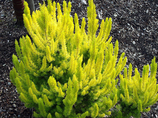 Erica arborea 'Albert's Gold', en été