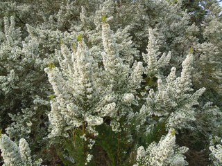 Erica arborea (Bruyère blanche)