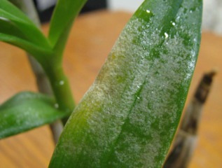 Feuille de Dendrobium piquée par des thrips