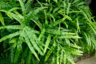 Fougère : Pteris cretica