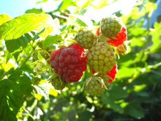 Framboise Autumn Bliss®