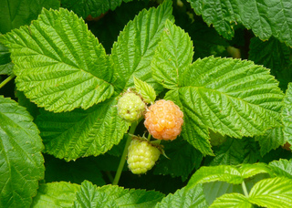 Framboise 'Fallgold'