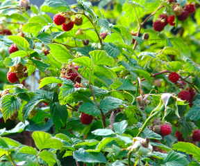 Framboise 'Héritage'