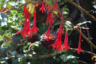 Fuchsia 'Fanfare'