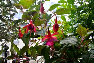 Fleurs de fuchsia sur un balcon parisien