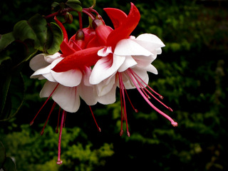 Fuchsia hybride à fleurs doubles