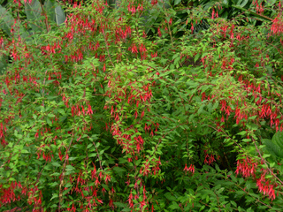 Fuchsia magellanica