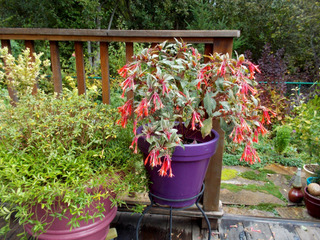 Fuchsia triphylla 'Firecracker'