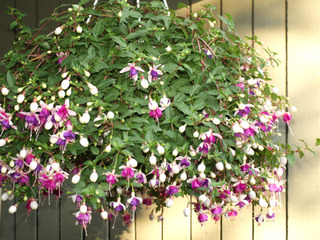 Suspension de fuchsia