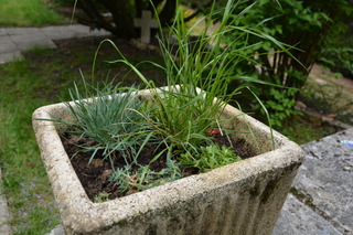 Helictotrichon sempervirens (gauche) en pot