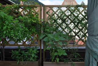 Plantes grimpantes sur une terrasse en ville