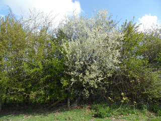 Haie champêtre