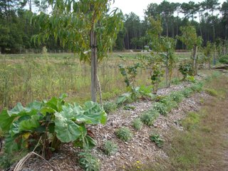 Alternance d'arbres et de petits fruits dans une haie de 1 an