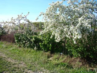 Haie fruitière de 6 ans en fleurs