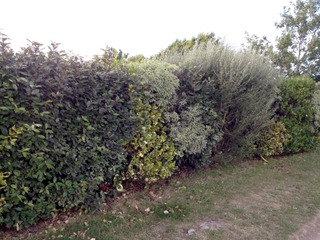Elaeagnus persistants dans une haie variée