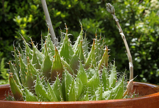 Haworthia arachnoidea (début de floraison)
