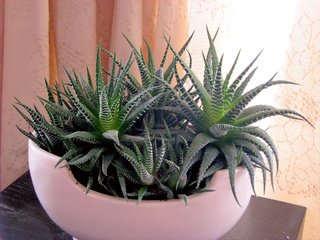 Haworthia fasciata