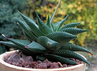 Haworthia limifolia