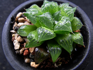 Haworthia mirabilis