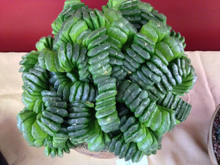 Haworthia truncata 'Lime Green'