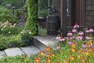 Hemerocallis 'Autumn Red' et Echinacea