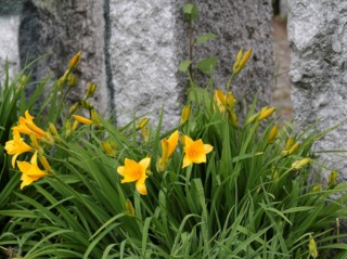 Hémérocalles (variété de hauteur moyenne)