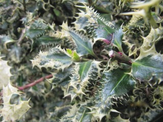 Houx panaché (Ilex aquifolium 'Ferox Argentea')