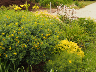 Millepertuis (Hypericum 'Blue Velvet')
