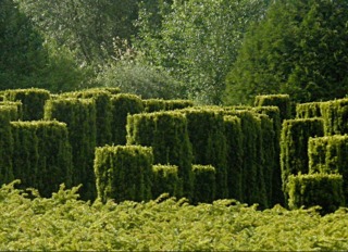 Ifs taillés (Taxus) - Jardins de Séricourt