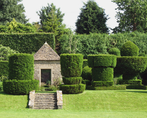 Ifs (Taxus) taillés en topiaires