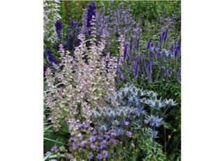 Jardin dans une symphonie de bleu