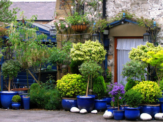 Jardin bleu illuminé par des arbustes panachés et dorés