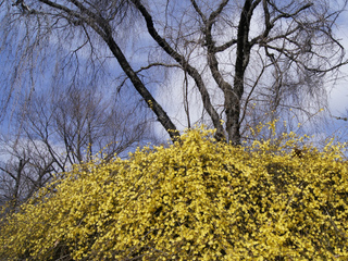 Jasmin d'hiver en fleurs