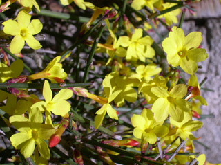 Jasminum nudiflorum - Jasmin d'hiver