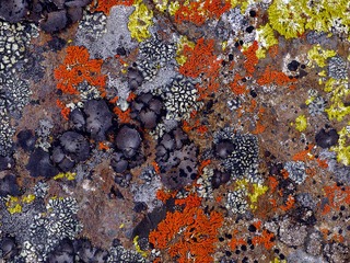 Différentes espèces de lichens sur un rocher