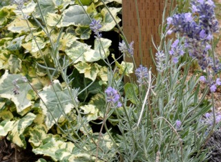 Lierre panaché (Hedera helix) et lavande